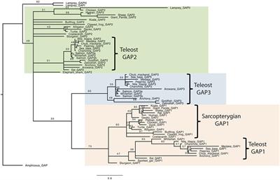 Conservation of Three-Dimensional Helix-Loop-Helix Structure through the Vertebrate Lineage Reopens the Cold Case of Gonadotropin-Releasing Hormone-Associated Peptide